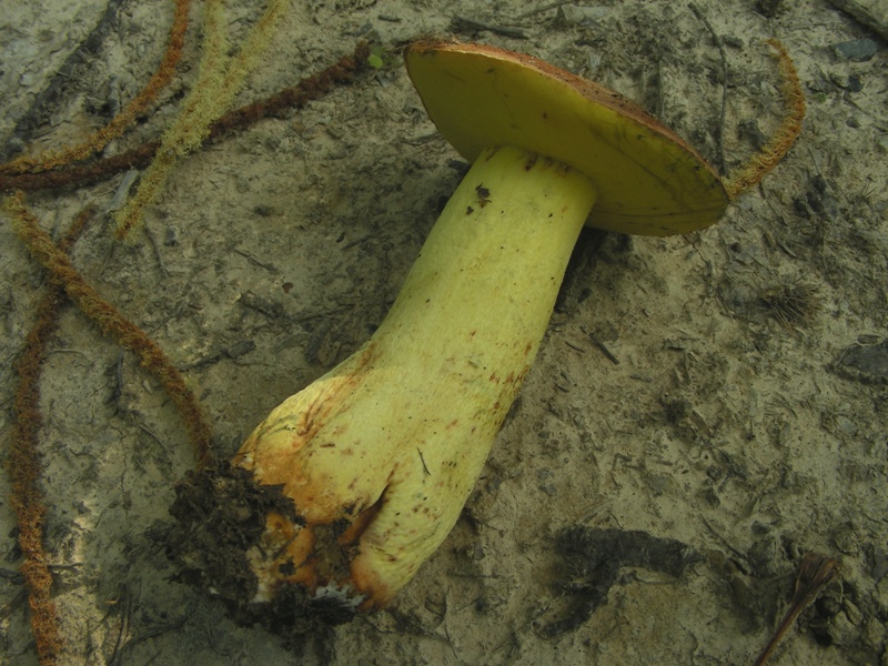 Un polentone in castagneto